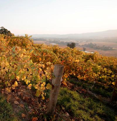 King Valley vineyard